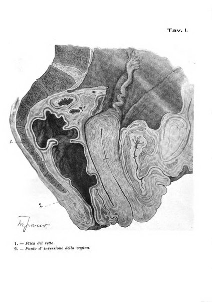 Archivio di ostetricia e ginecologia