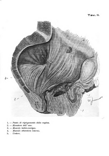 Archivio di ostetricia e ginecologia