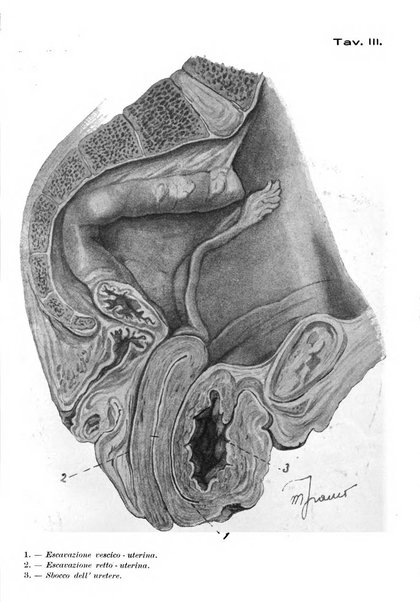 Archivio di ostetricia e ginecologia