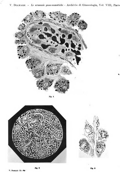 Archivio di ostetricia e ginecologia