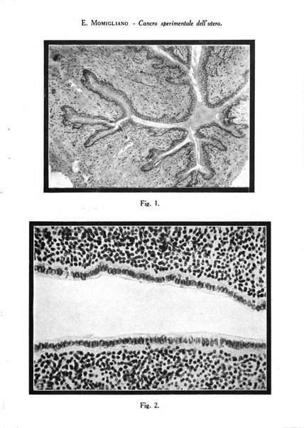 Archivio di ostetricia e ginecologia