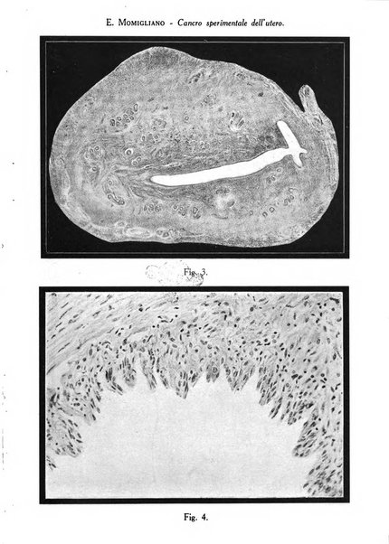 Archivio di ostetricia e ginecologia