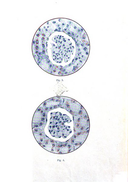 Archivio di ostetricia e ginecologia