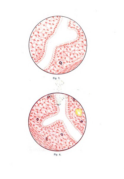 Archivio di ostetricia e ginecologia