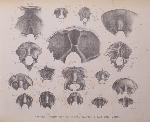 Archivio di psichiatria, scienze penali ed antropologia criminale per servire allo studio dell'uomo alienato e delinquente