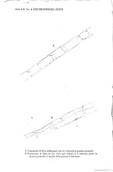 Archivio di psichiatria, scienze penali ed antropologia criminale per servire allo studio dell'uomo alienato e delinquente