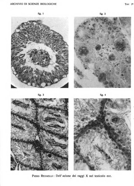 Archivio di scienze biologiche