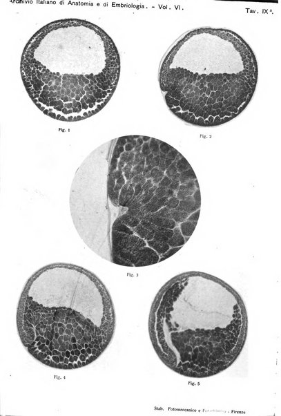 Archivio italiano di anatomia e di embriologia