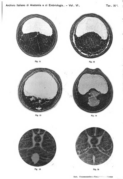 Archivio italiano di anatomia e di embriologia