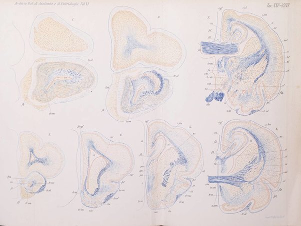 Archivio italiano di anatomia e di embriologia