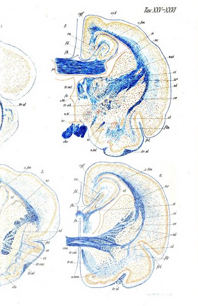 Archivio italiano di anatomia e di embriologia