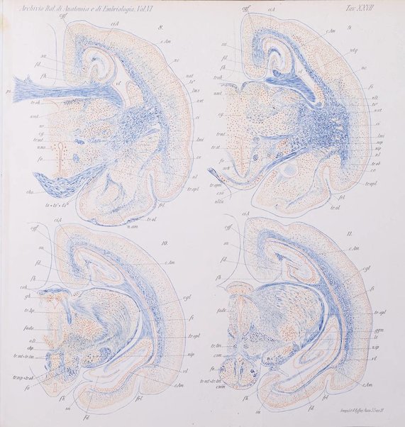 Archivio italiano di anatomia e di embriologia