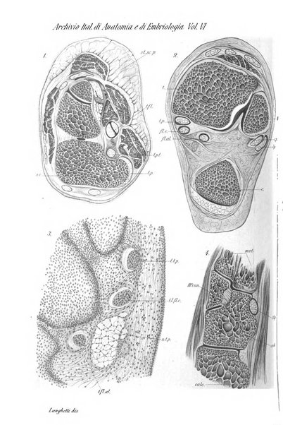 Archivio italiano di anatomia e di embriologia