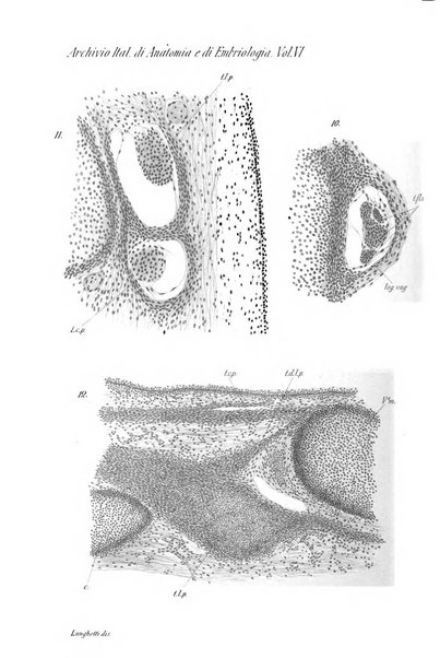 Archivio italiano di anatomia e di embriologia
