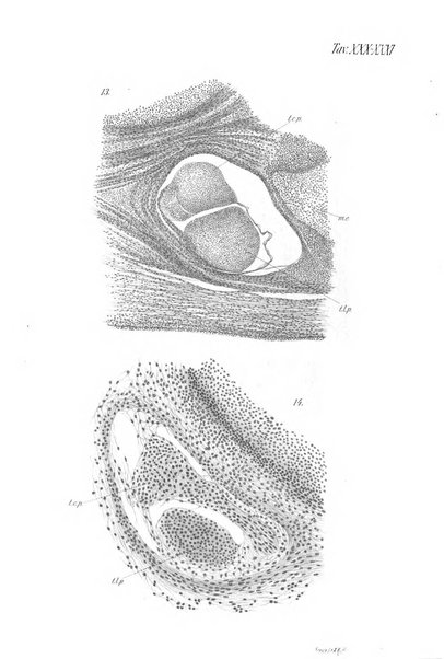 Archivio italiano di anatomia e di embriologia