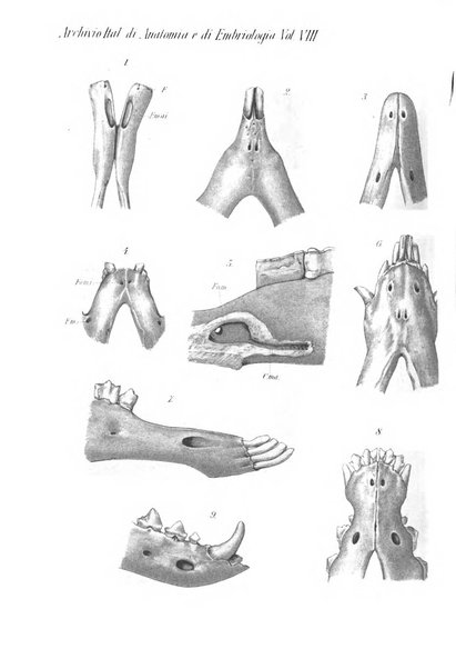 Archivio italiano di anatomia e di embriologia