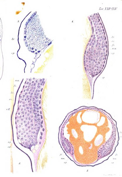 Archivio italiano di anatomia e di embriologia