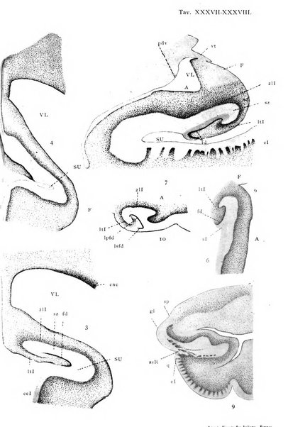 Archivio italiano di anatomia e di embriologia