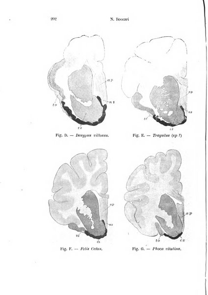 Archivio italiano di anatomia e di embriologia