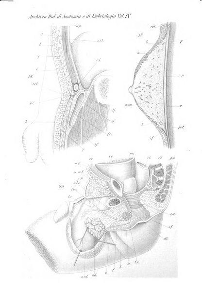 Archivio italiano di anatomia e di embriologia