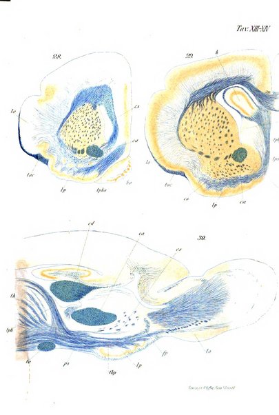 Archivio italiano di anatomia e di embriologia