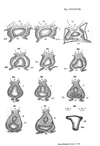 Archivio italiano di anatomia e di embriologia