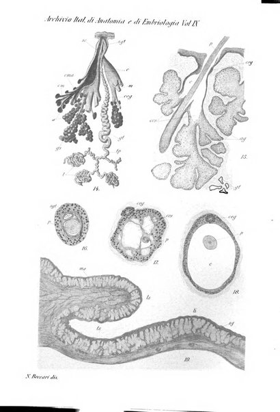 Archivio italiano di anatomia e di embriologia