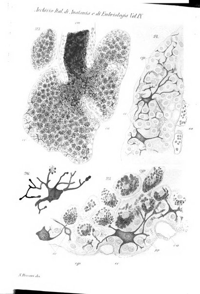 Archivio italiano di anatomia e di embriologia