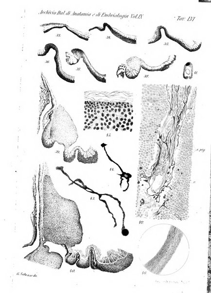 Archivio italiano di anatomia e di embriologia