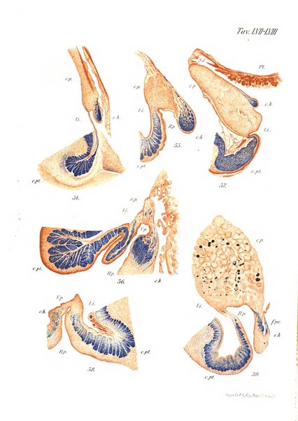 Archivio italiano di anatomia e di embriologia