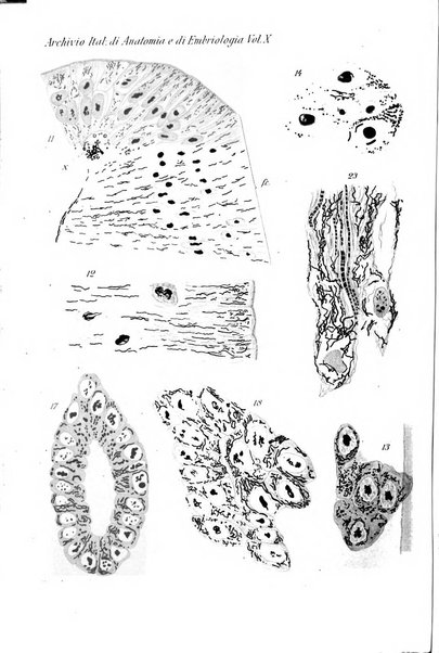 Archivio italiano di anatomia e di embriologia