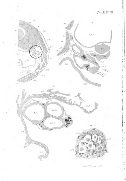 Archivio italiano di anatomia e di embriologia