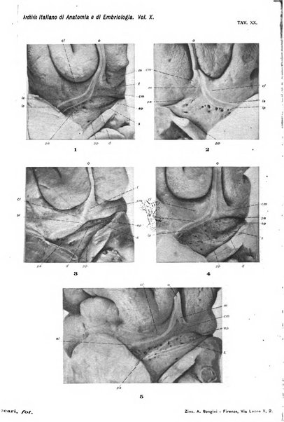 Archivio italiano di anatomia e di embriologia