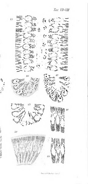 Archivio italiano di anatomia e di embriologia