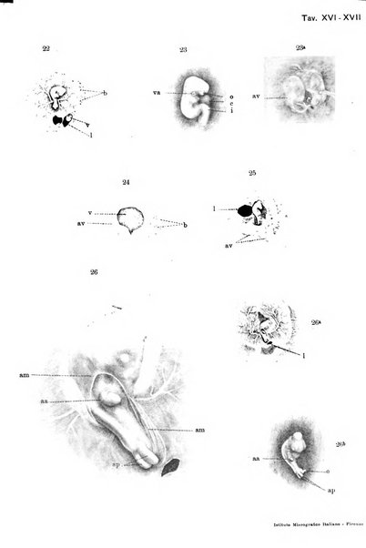 Archivio italiano di anatomia e di embriologia