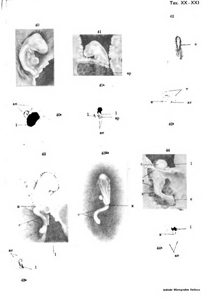 Archivio italiano di anatomia e di embriologia