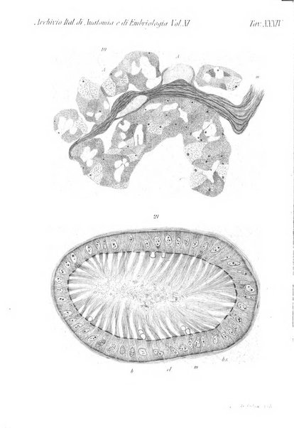 Archivio italiano di anatomia e di embriologia