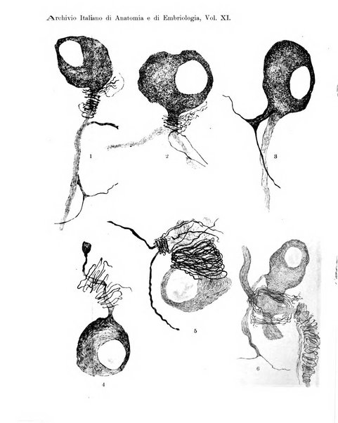 Archivio italiano di anatomia e di embriologia