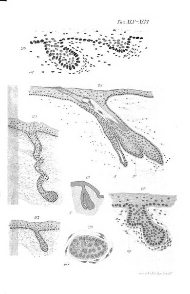 Archivio italiano di anatomia e di embriologia