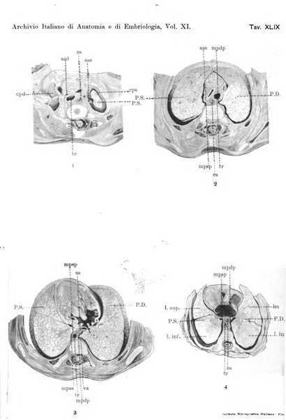 Archivio italiano di anatomia e di embriologia