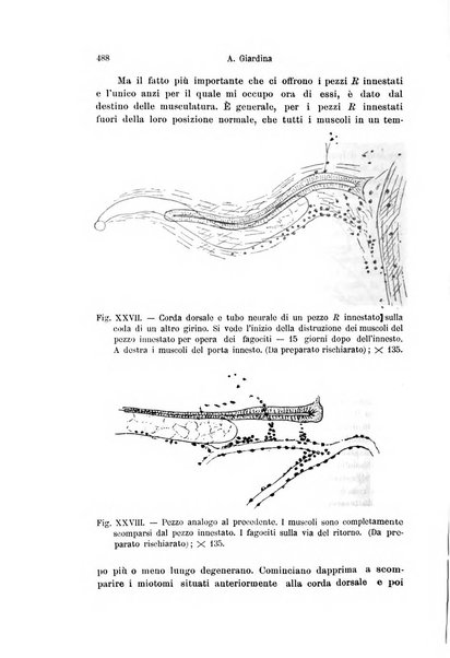 Archivio italiano di anatomia e di embriologia