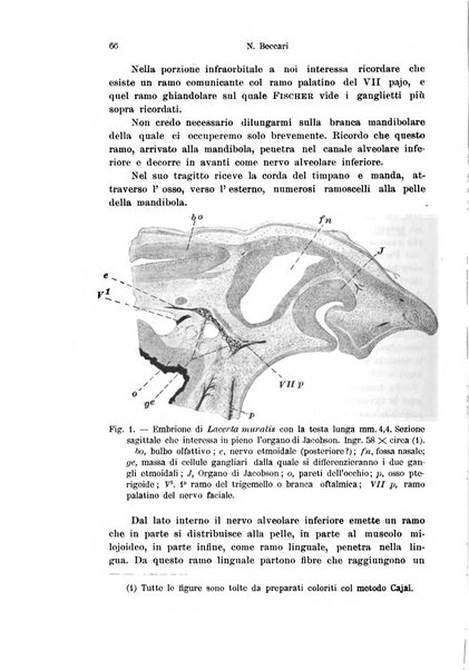 Archivio italiano di anatomia e di embriologia