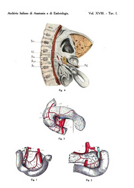 Archivio italiano di anatomia e di embriologia