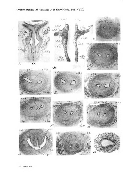 Archivio italiano di anatomia e di embriologia