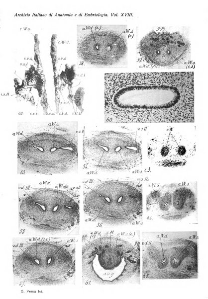 Archivio italiano di anatomia e di embriologia