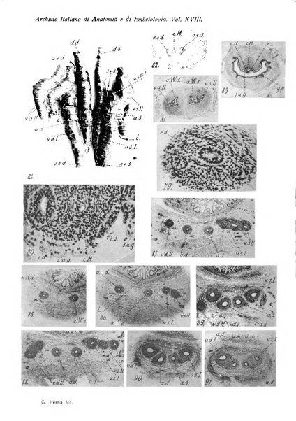 Archivio italiano di anatomia e di embriologia