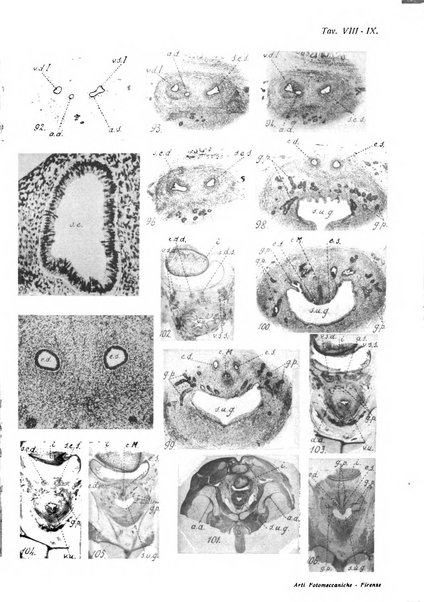 Archivio italiano di anatomia e di embriologia