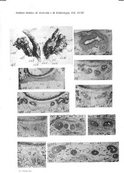 Archivio italiano di anatomia e di embriologia