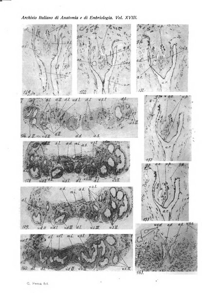 Archivio italiano di anatomia e di embriologia