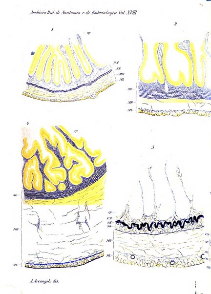 Archivio italiano di anatomia e di embriologia